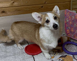 Собаки в Москве: Вельш корги пемброк девочка с хвостиком Девочка, 25 000 руб. - фото 8