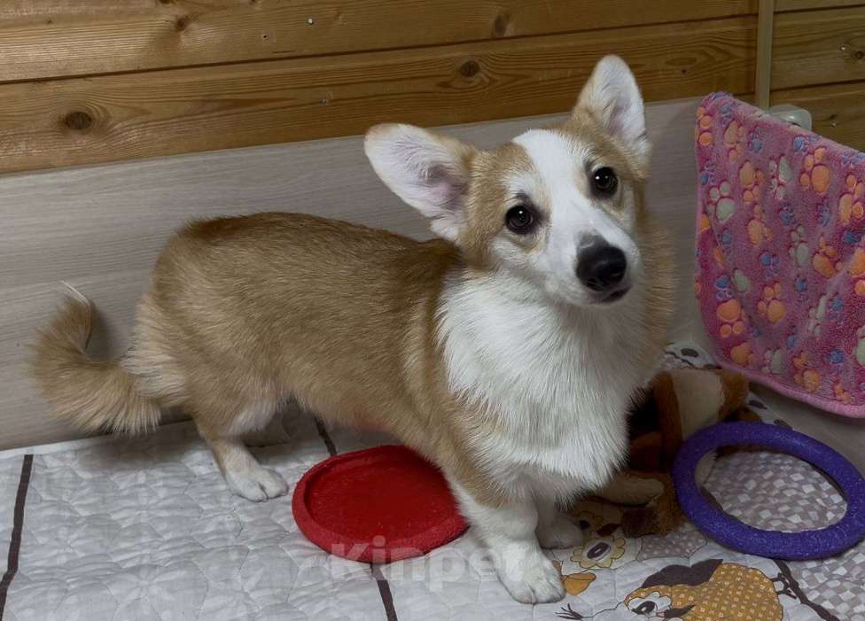 Собаки в Москве: Вельш корги пемброк девочка с хвостиком Девочка, 25 000 руб. - фото 8