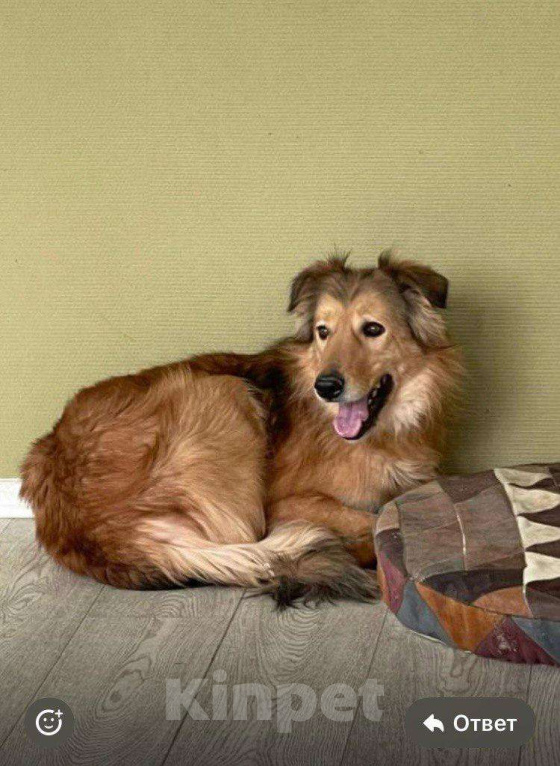 Собаки в Москве: Нереальный красавец Лист  Мальчик, Бесплатно - фото 2