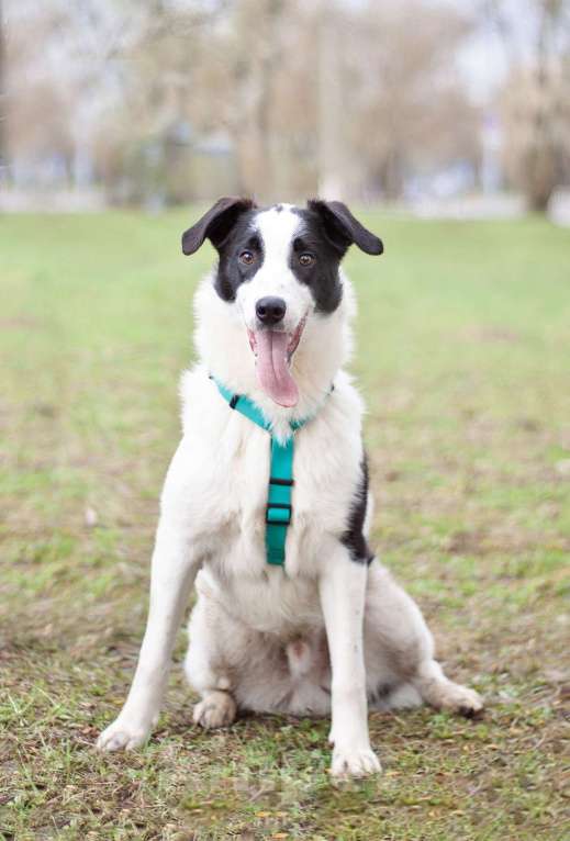 Собаки в Москве: Добрый открытый Джонас в поисках семьи Мальчик, Бесплатно - фото 2