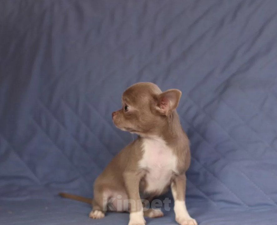 Собаки в Тольятти: Гладкошерстный чихуахуа  Девочка, 50 000 руб. - фото 2