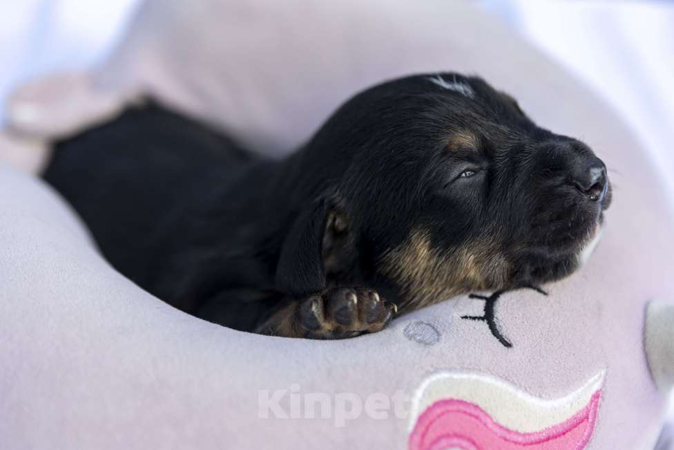 Собаки в Москве: Щенячья команда ищет самых лучших людей Девочка, Бесплатно - фото 5