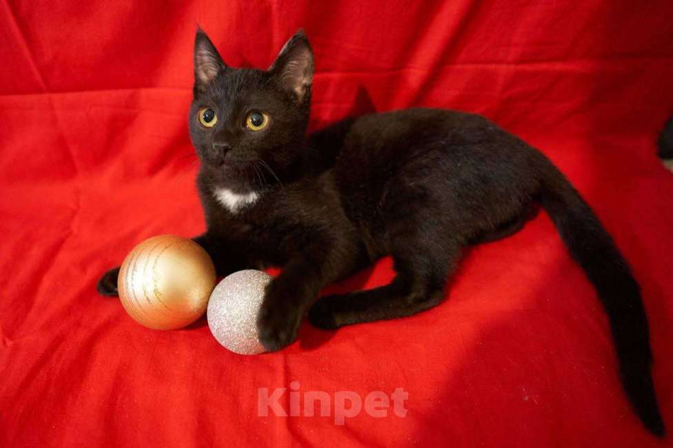 Кошки в Москве: Самый робкий котенок ищет дом Мальчик, Бесплатно - фото 7