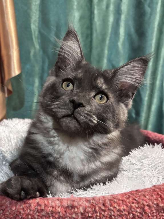 Кошки в Петергофе: Девулечка куночка  Девочка, 40 000 руб. - фото 3