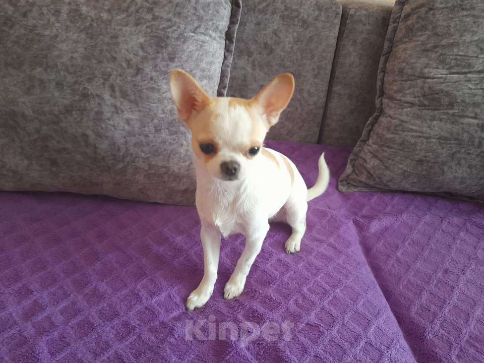 Собаки в Хабаровске: Мальчик чихуа Мальчик, Бесплатно - фото 3