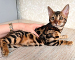 Кошки в Москве: Клубные бенгальские котята - девочка Девочка, 60 000 руб. - фото 3
