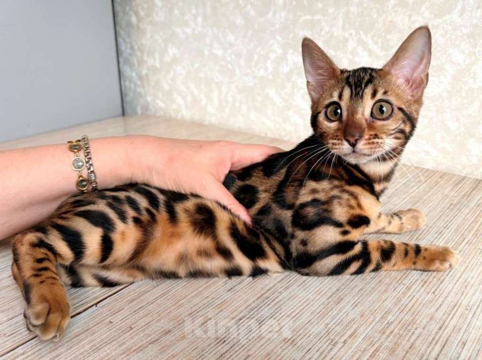 Кошки в Москве: Клубные бенгальские котята - девочка Девочка, 60 000 руб. - фото 3