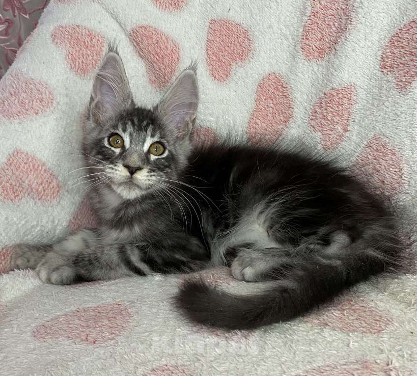 Кошки в Дмитрове: Черный серебристый мраморный мальчик мейн кун Zhan Мальчик, 40 000 руб. - фото 3