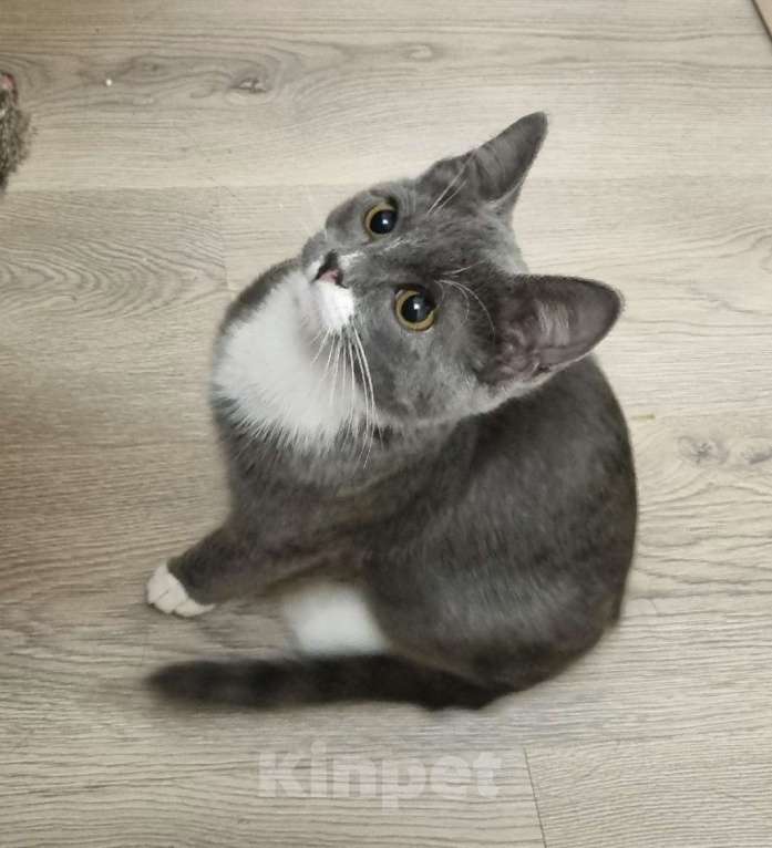 Кошки в Санкт-Петербурге: Котенок Волчок - серый бочок ищет дом Мальчик, Бесплатно - фото 3