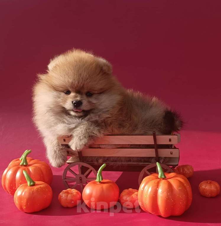 Собаки в Москве: девочка 2 месяца Девочка, 20 000 руб. - фото 2