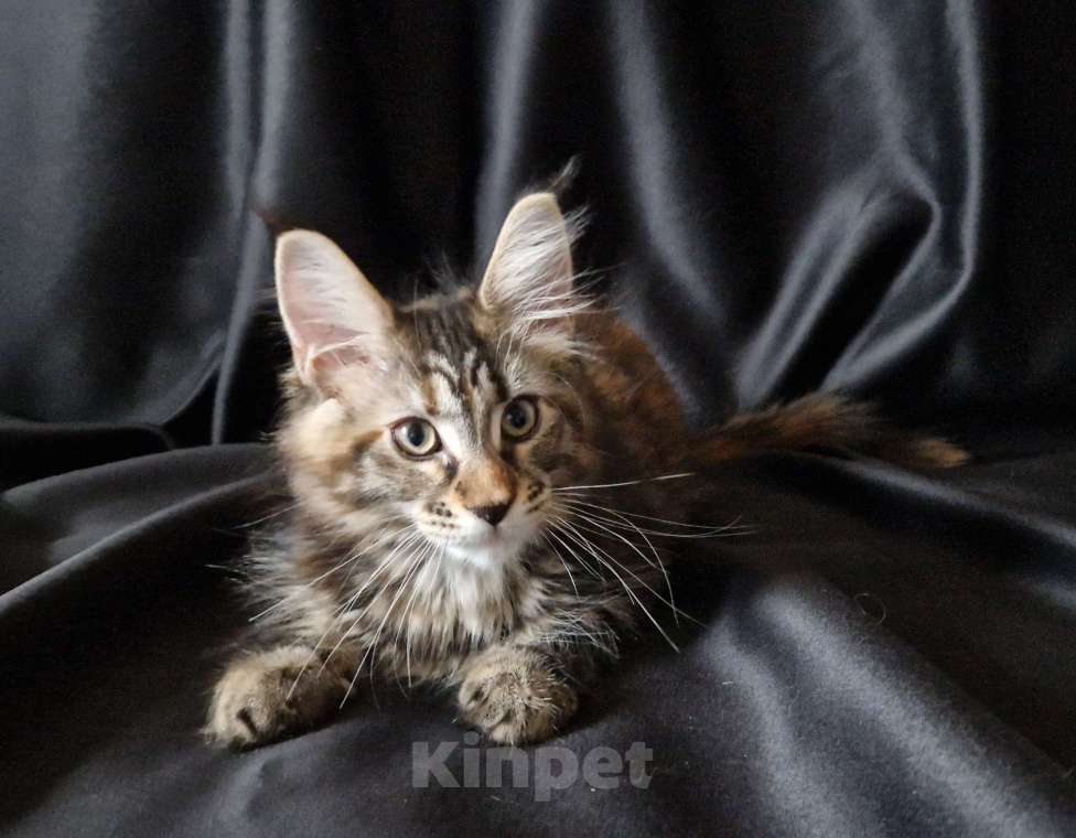 Кошки в Москве: Пресненские котята породы мейн-кун. Ангелина Девочка, 50 000 руб. - фото 1