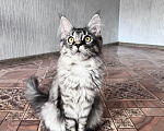 Кошки в Троицке: Кошечка Мейн Кун Девочка, 8 000 руб. - фото 1