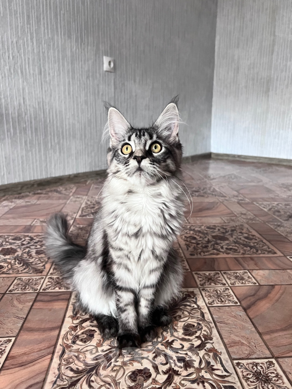 Кошки в Троицке: Кошечка Мейн Кун Девочка, 8 000 руб. - фото 1