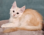 Кошки в Мытищах: Котенок Мейн-кун Мальчик, 50 000 руб. - фото 8