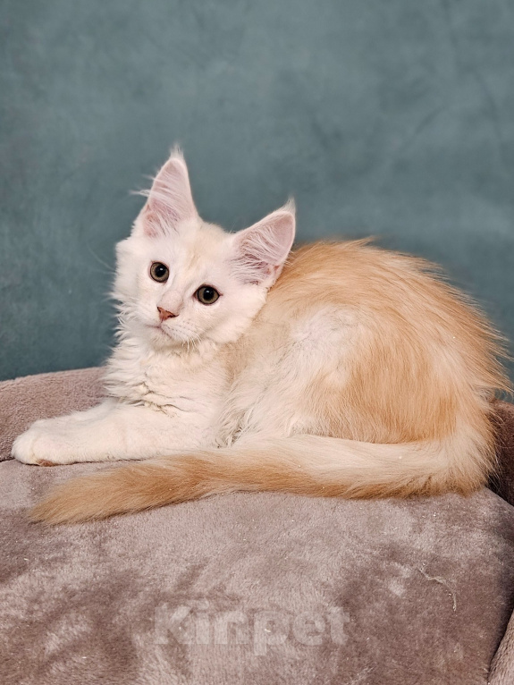 Кошки в Мытищах: Котенок Мейн-кун Мальчик, 50 000 руб. - фото 8