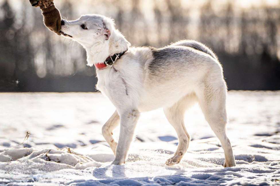 Собаки в Клине: Ванда — энергичная собачка Девочка, Бесплатно - фото 4