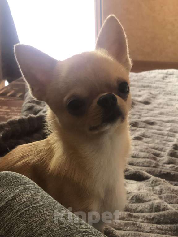 Собаки в Мурином: Мини чихуахуа мальчик 1 год Мальчик, 25 000 руб. - фото 3