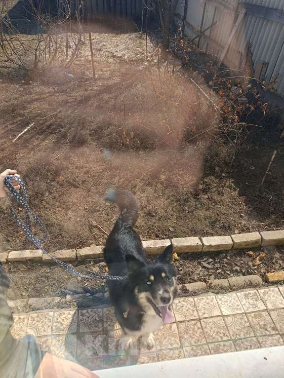 Собаки в других городах Волгоградской области: Немечкая овчарка-хаска Девочка, Бесплатно - фото 7