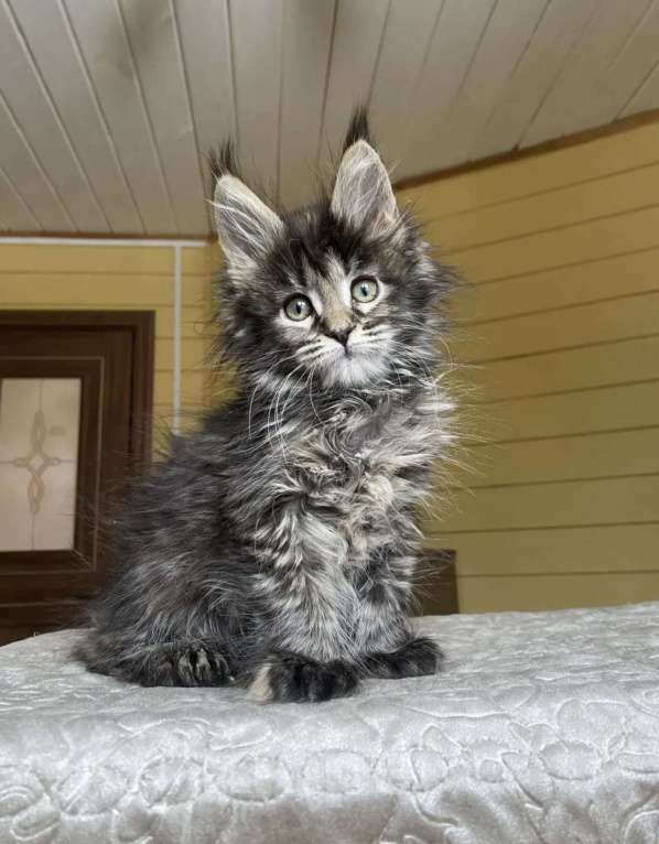Кошки в Москве: Мейн-кун полидакт девчушка🔥 Девочка, 90 000 руб. - фото 4