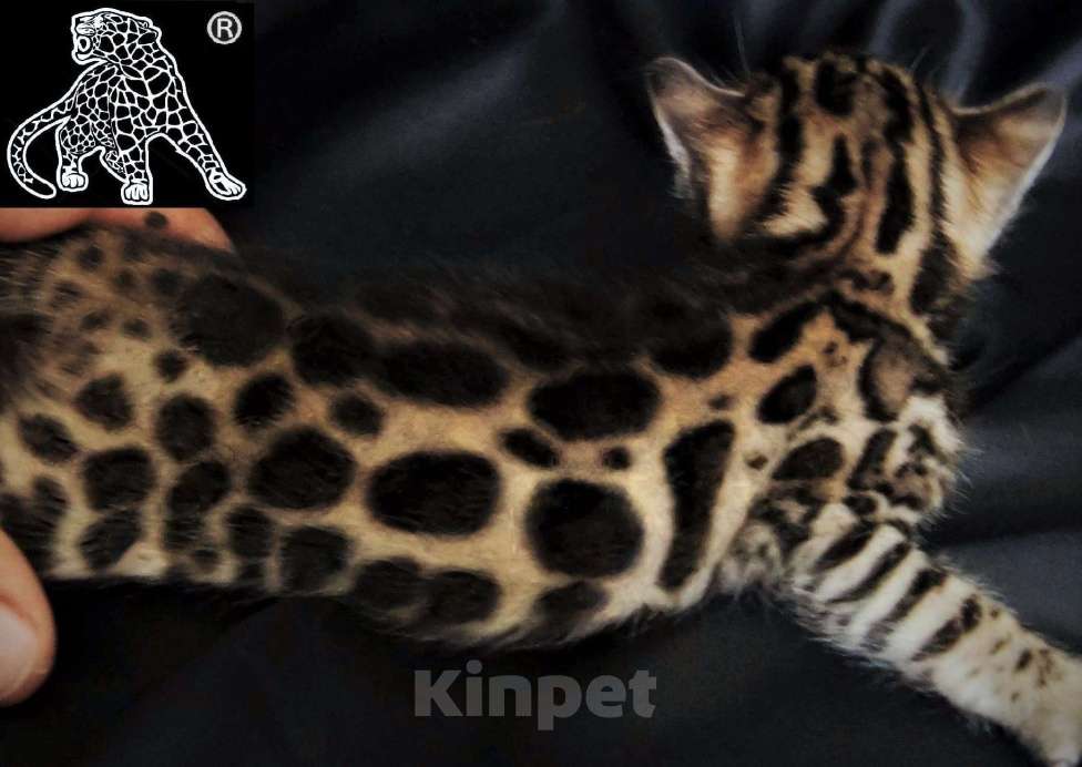 Кошки в Владивостоке: Бенгальский котенок. Профессиональный питомник Девочка, Бесплатно - фото 5