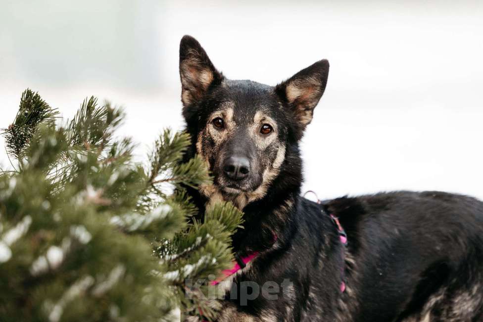 Собаки в Москве: Муза в поисках родственной души Девочка, Бесплатно - фото 5