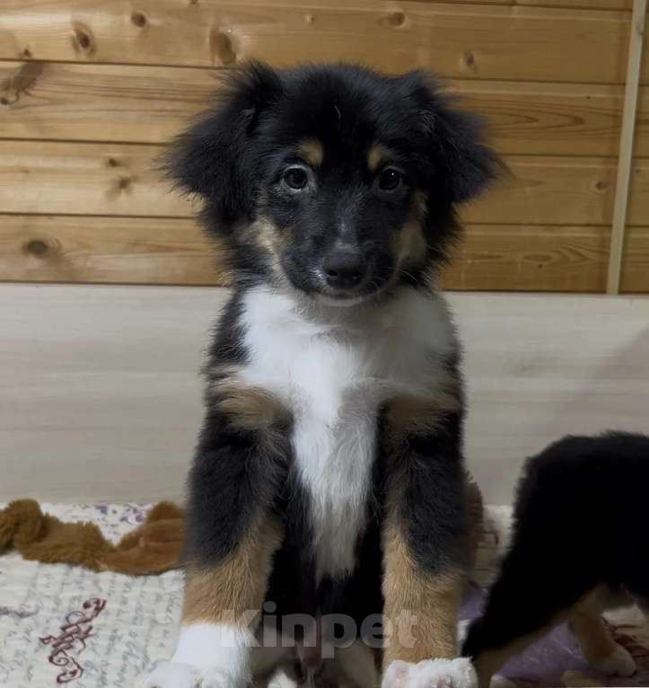 Собаки в Москве: Мини аусси красивые триколорные мальчики Мальчик, 50 000 руб. - фото 4