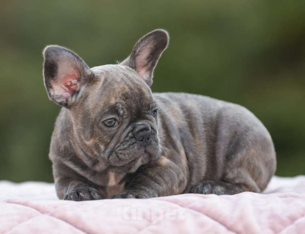 Собаки в Брянске: Динь Девочка, 65 000 руб. - фото 2