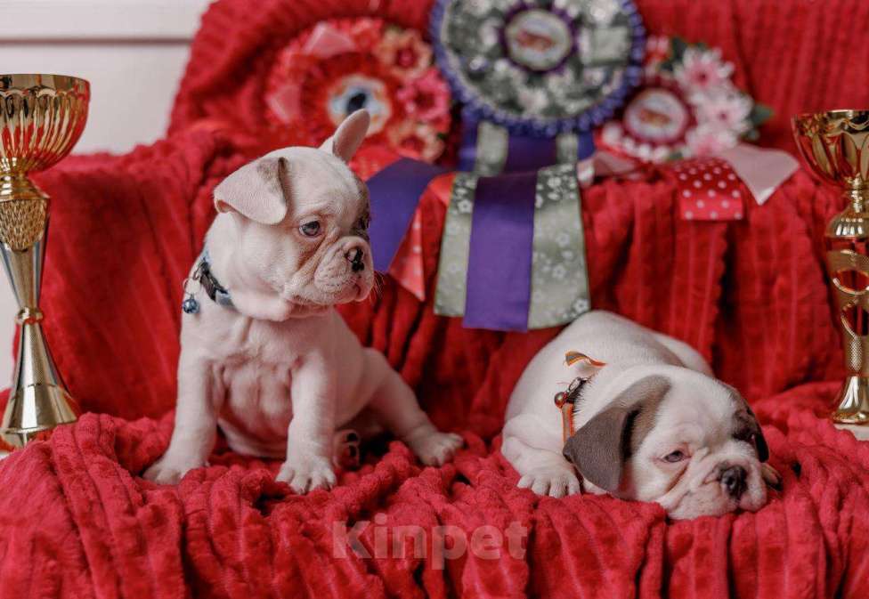 Собаки в Шахте: Французские булочки  Мальчик, 75 000 руб. - фото 2