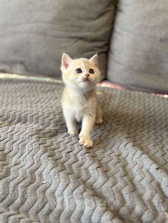 Кошки в Москве: Котенок британский девочка Девочка, 18 000 руб. - фото 2