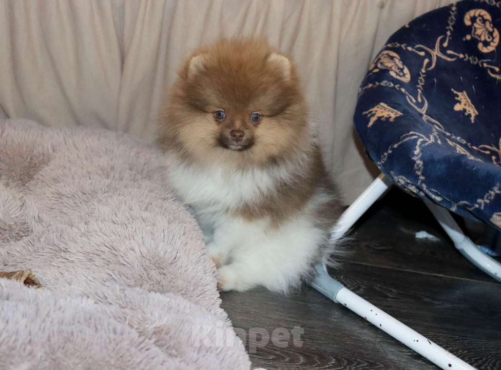 Собаки в Москве: Супер мальчик- Огонёк Мальчик, 55 000 руб. - фото 9