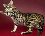 Кошки в Кохме: Бенгальские котята, 5 000 руб. - фото 2