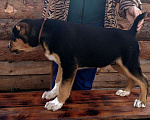 Собаки в Бийске: Кобель САО, чёрно-подпалого окраса, 3 мес. Мальчик, 10 000 руб. - фото 4