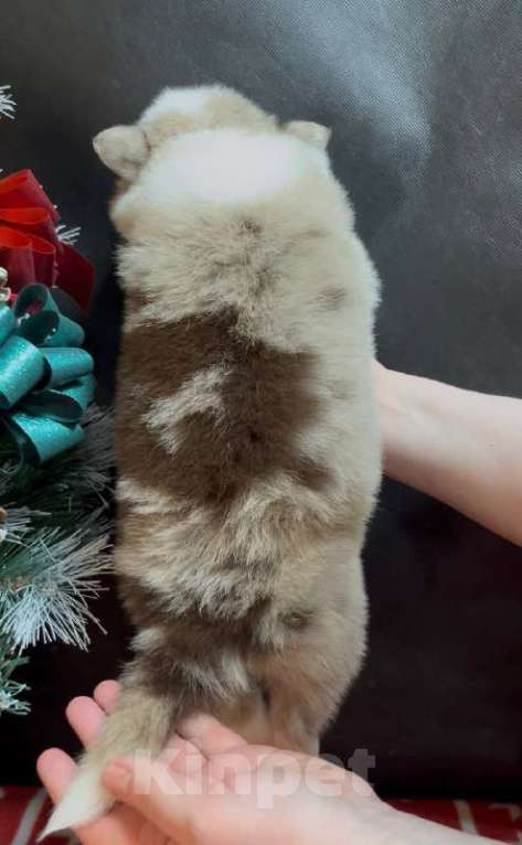 Собаки в других городах Московской области: Бордер колли шикарный голубоглазый мальчик Мальчик, 90 000 руб. - фото 4