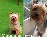 Собаки в других городах Ярославской области: Щенки йоркширского терьера Разнополые, 40 000 руб. - фото 10