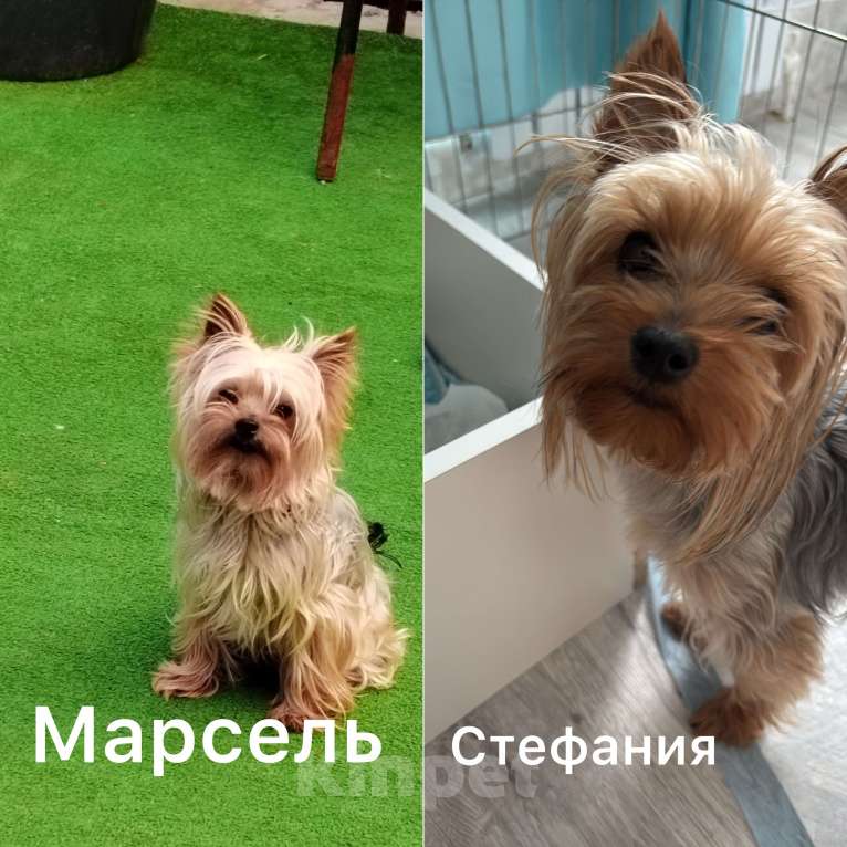 Собаки в других городах Ярославской области: Щенки йоркширского терьера Разнополые, 40 000 руб. - фото 10