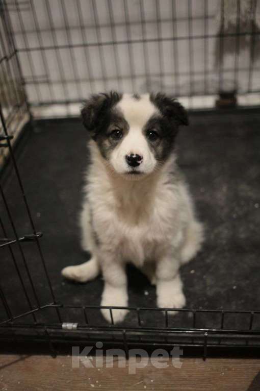 Собаки в Москве: Белый щенок Мальчик, Бесплатно - фото 2