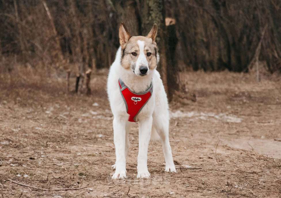 Собаки в Москве: Миндаль - для того, кто хочет помочь Мальчик, Бесплатно - фото 4
