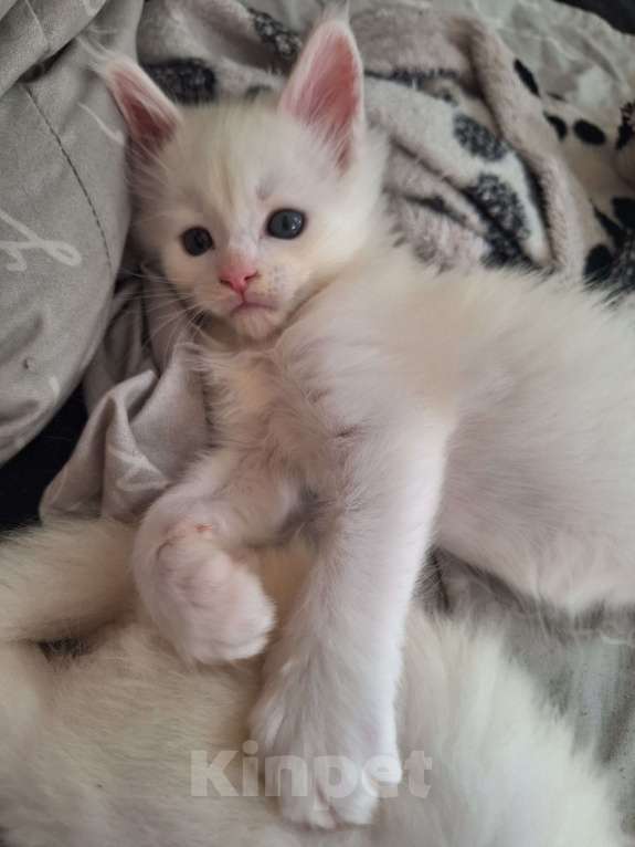 Кошки в Санкт-Петербурге: Котята мейн кун Девочка, 17 000 руб. - фото 2