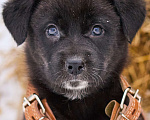 Собаки в Москве: щенок Марта ищет семью Девочка, Бесплатно - фото 1