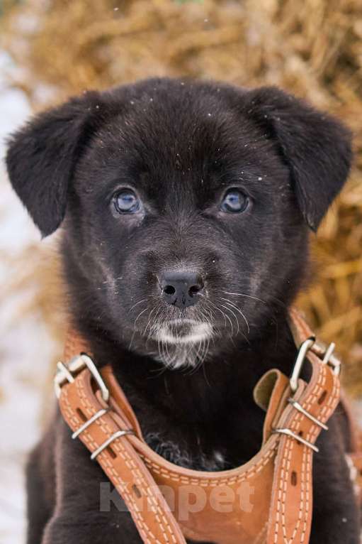 Собаки в Москве: щенок Марта ищет семью Девочка, Бесплатно - фото 1