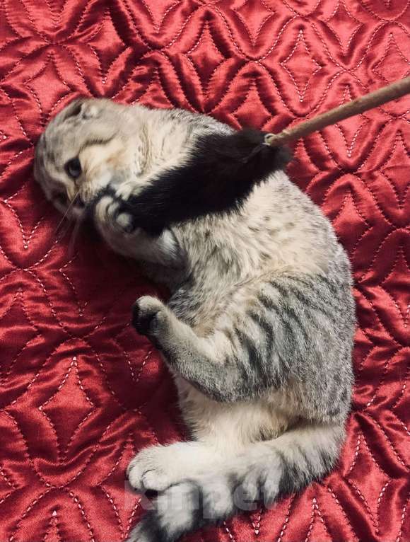 Кошки в Санкт-Петербурге: Шотландская короткошорстная Девочка, 20 000 руб. - фото 4