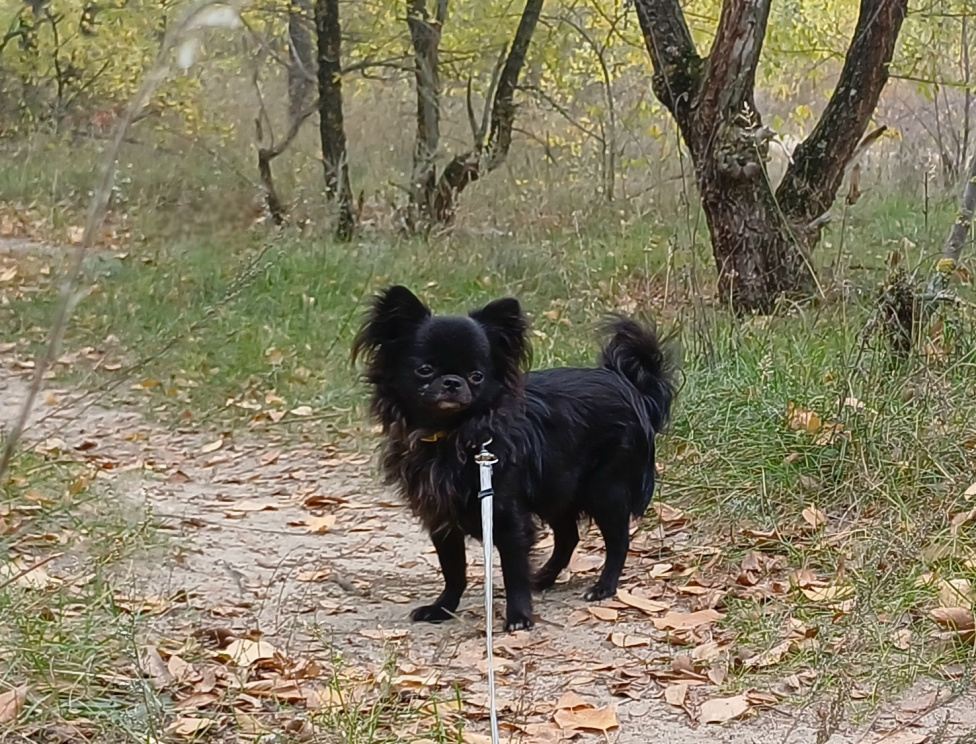 Собаки в Воронеже: Чихуахуа д/ш с документами РКФ Мальчик, 35 000 руб. - фото 4