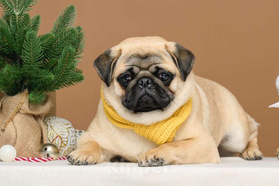 Собаки в Ижевске: Мопсы Девочка, 50 000 руб. - фото 2