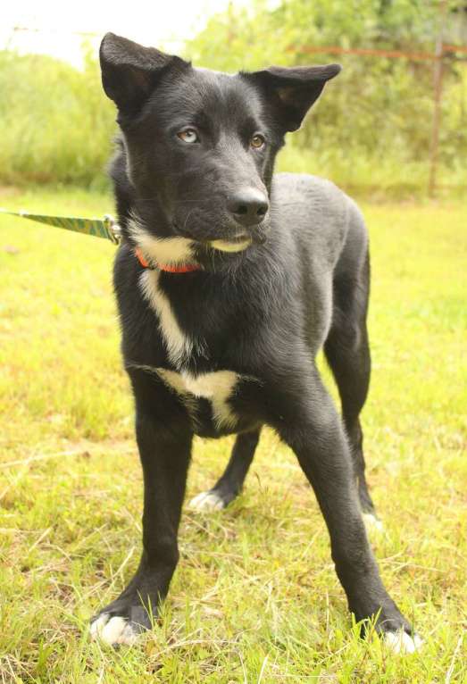 Собаки в Санкт-Петербурге: Необыкновенный щенок-красавчик ищет дом Мальчик, Бесплатно - фото 7