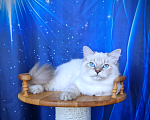 Кошки в Владивостоке: Невский маскарадный котенок Мальчик, Бесплатно - фото 5
