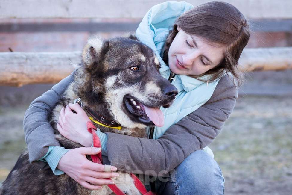 Собаки в Москве: Пёс, избежавший усыпления ищет дом! Мальчик, Бесплатно - фото 4
