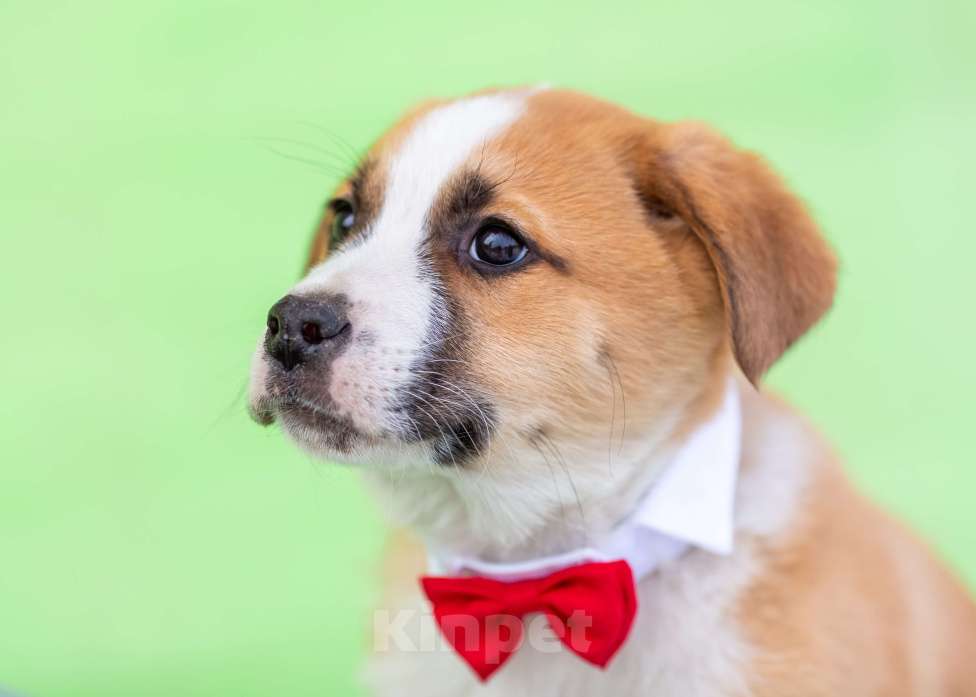 Собаки в других городах Московской области: Щенок Балу в добрые руки Мальчик, Бесплатно - фото 4