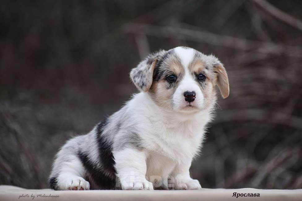 Собаки в Домодедово: Щенок вельш корги кардиган Девочка, 60 000 руб. - фото 2
