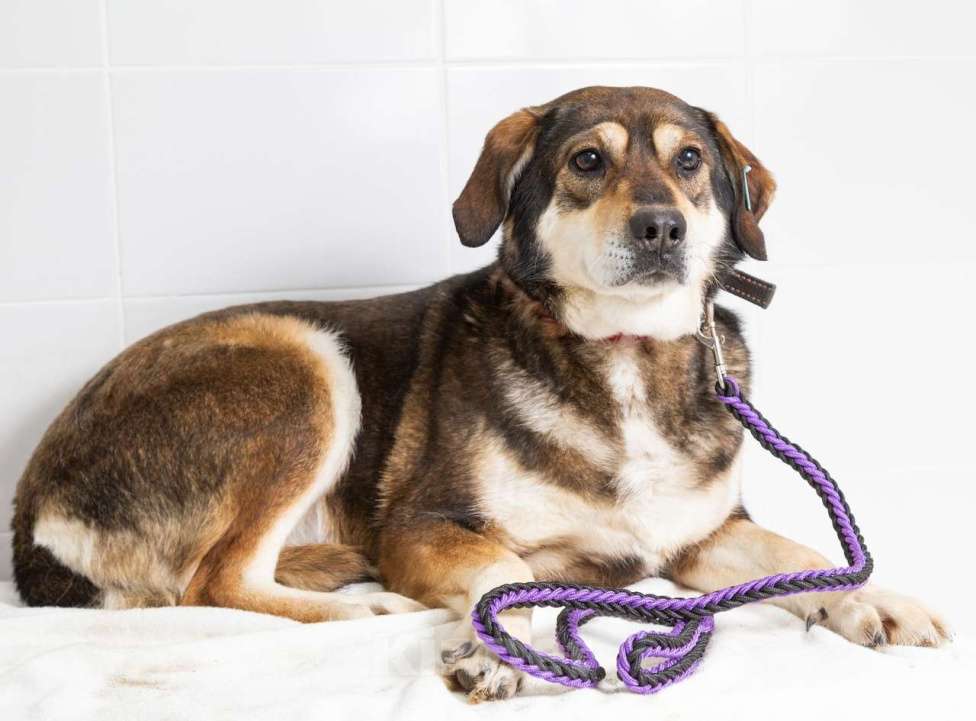 Собаки в Наро-Фоминске: Нора из приюта Берегиня Девочка, Бесплатно - фото 6