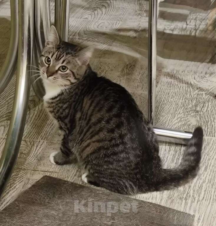 Кошки в Санкт-Петербурге: Котенок девочка Анфиса.  Девочка, Бесплатно - фото 3